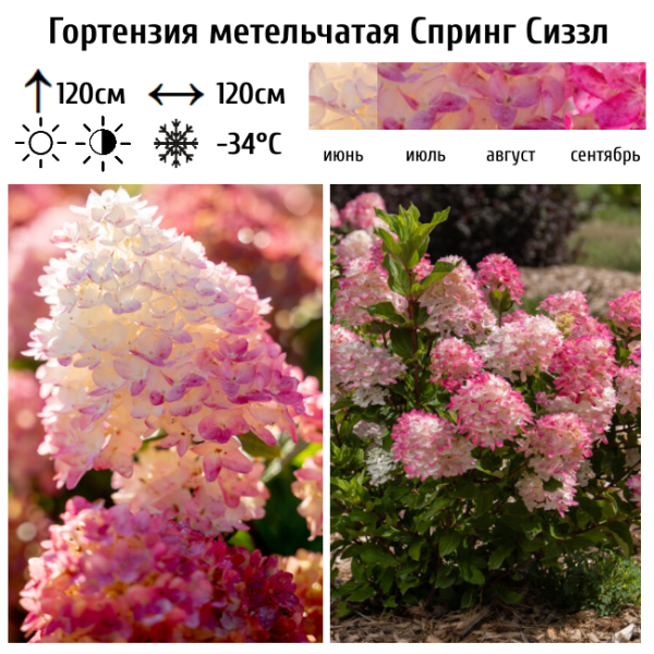 Основное изображение товара