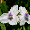 Традесканция андерсона (Tradescantia andersoniana) Литтл Вайт Долл С3 ГлХ/24