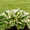 Хоста "Патриот" на фото