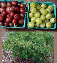 Основное изображение товара