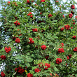 Рябина 
