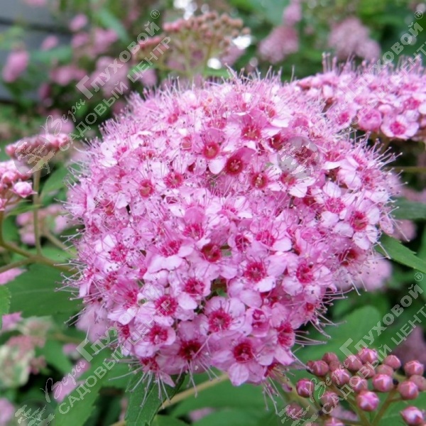 Спирея березолистная "Пинк Спарклер" на фото