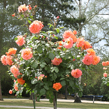 Основное изображение товара