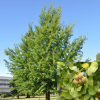 Гинкго билоба (Ginkgo biloba)  60-90 С5 БАл/26