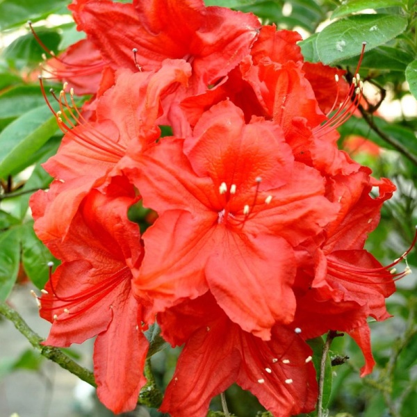 Основное изображение товара