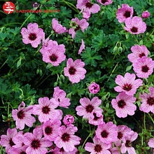 Основное изображение товара