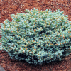 Пихта корейская (Abies koreana) Когоутс Айсбрекер 25-30 С10 ГЕ/26