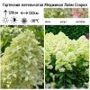 Гортензия метельчатая (Hydrangea paniculata) Меджикал Лайм Спаркл Р9 СП/26