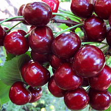 ВИШНЯ “Жуковская”