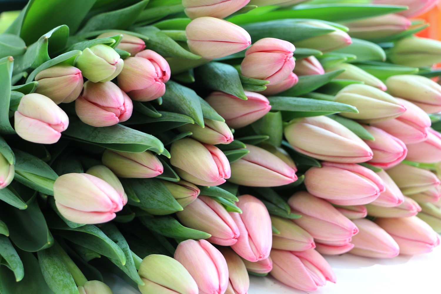 Срочная и очень хрустящая новость!