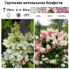 Гортензия метельчатая "Конфетти" на фото