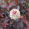 Пузыреплодник калинолистный (Physocarpus opulifolius) Рубелла 40-50 С3,6 БдН/25
