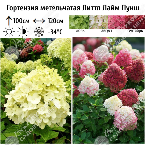 Гортензия метельчатая "Литтл Лайм Пунш" на фото