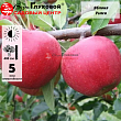 Яблоня 
