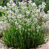 Лаванда узколистная (Lavandula angustifolia) Хидкоте Вайт С3 СП/24