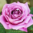 Роза чайно-гибридная 