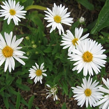 Основное изображение товара