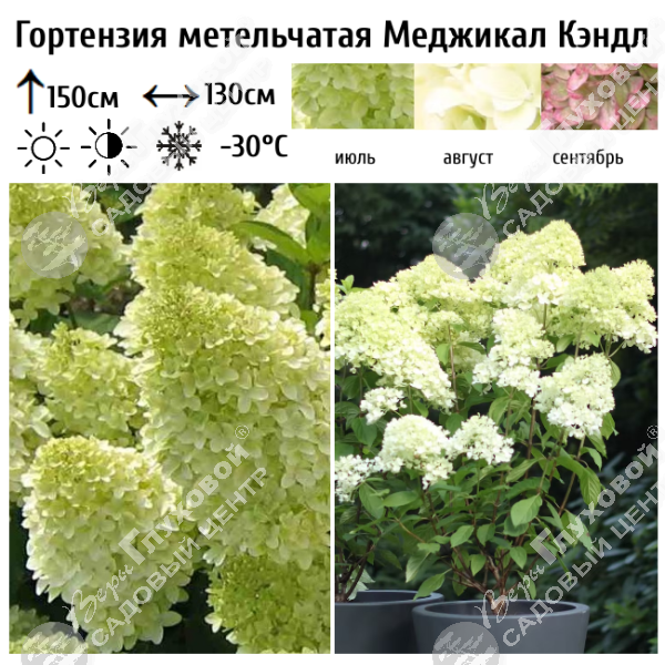 Гортензия метельчатая "Меджикал Кендл" на фото