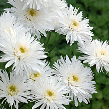 Основное изображение товара