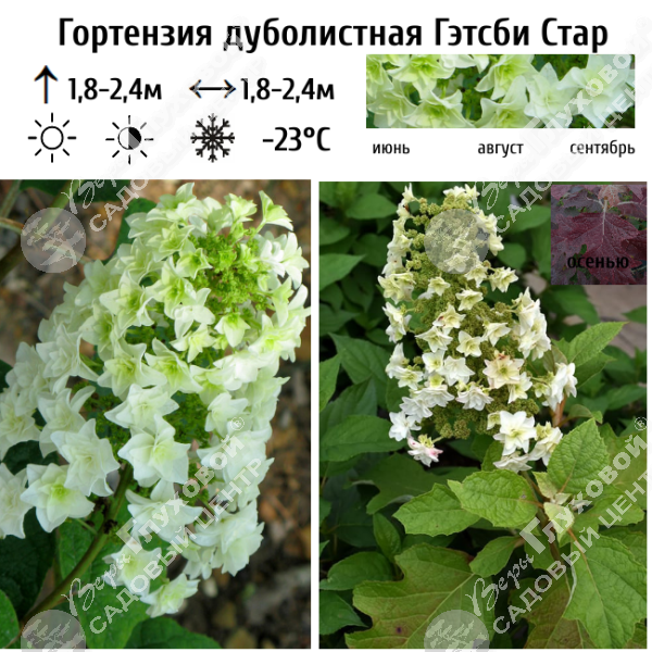 Гортензия дуболистная "Гэтсби Стар" на фото