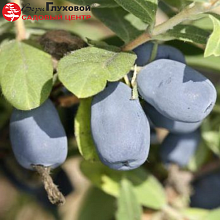 Основное изображение товара