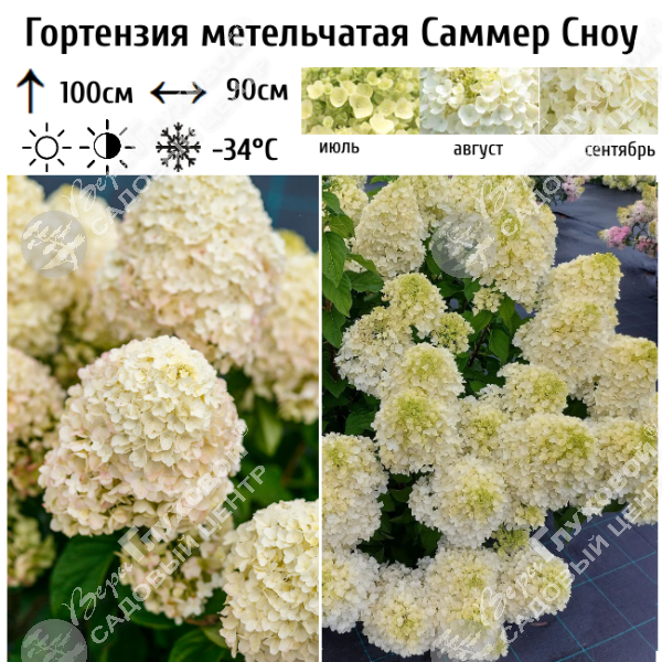 Гортензия метельчатая "Саммер Сноу" на фото
