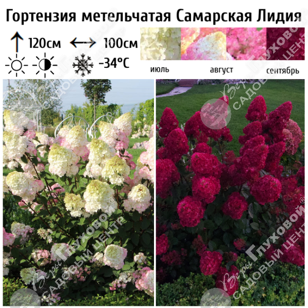 Гортензия метельчатая "Самарская Лидия" на фото