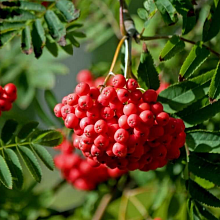 Основное изображение товара