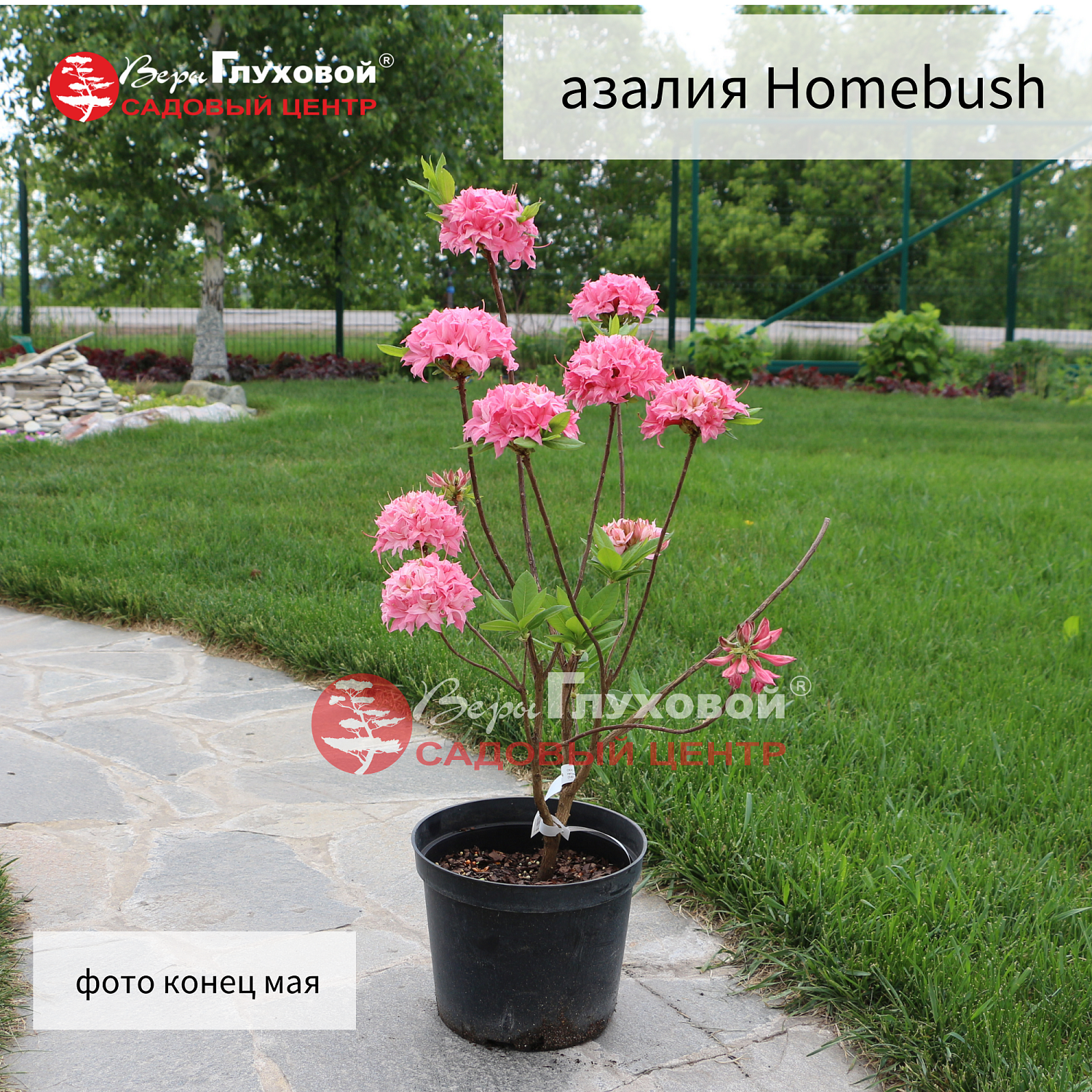 Рододендроны в продаже. Торопитесь! Количество ограничено