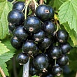 Смородина черная 