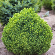 Основное изображение товара