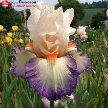 Основное изображение товара