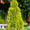 Туя западная (Thuja occidentalis) Голден Брабант   Р10,5 ГлХ/26