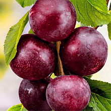 Основное изображение товара