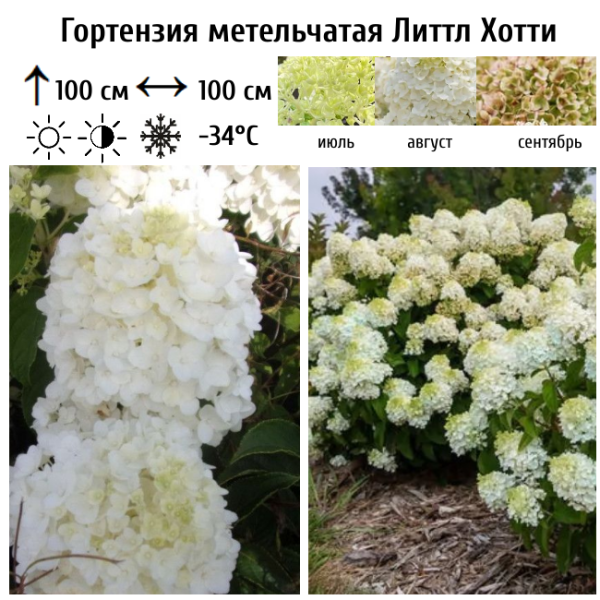 Основное изображение товара