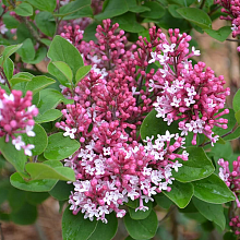 Основное изображение товара