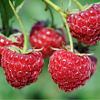 Малина 