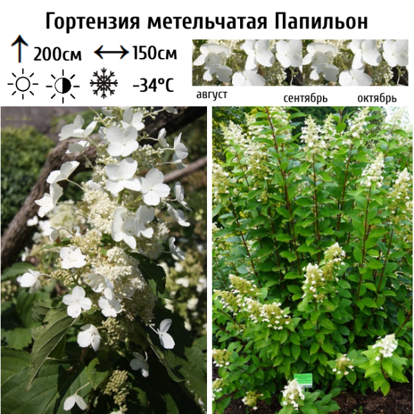Основное изображение товара