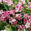 Вейгела цветущая (Weigela florida) Нана Вариегата С3 СП/25