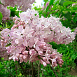 Сирень обыкновенная 
