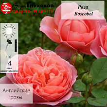 Основное изображение товара