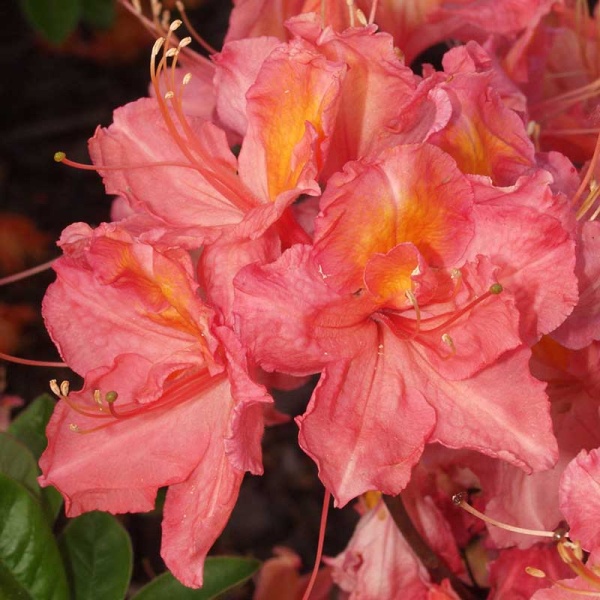 Основное изображение товара