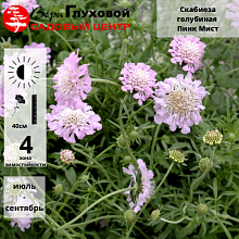 Основное изображение товара