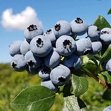 Основное изображение товара