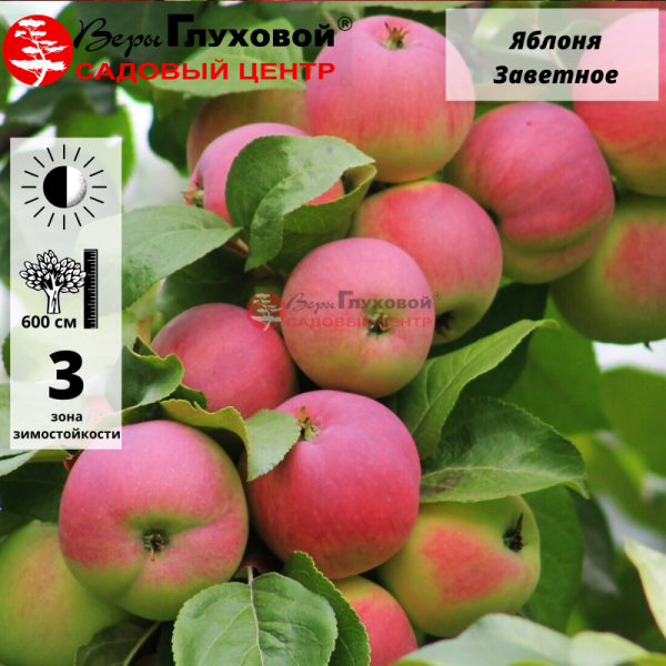Яблоня Заветное (зимний сорт)