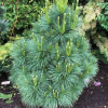 Сосна Шверина (Pinus schwerinii) Вайтхорст  30-40 С5 НБл/26
