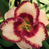 Лилейник (Hemerocallis) Эйджелес Бьюти С3 ГлХ/26