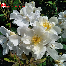 Основное изображение товара