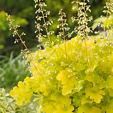 Основное изображение товара