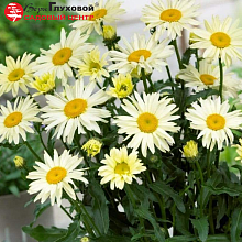 Основное изображение товара